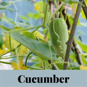Annual edible vine cucumber
