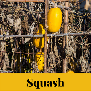 Annual edible vine squash