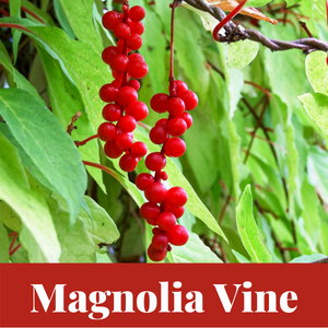 perennial edible vine magnolia vine