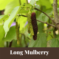 Pakistan or long mulberry - Morus macroura