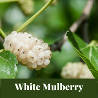 White mulberry tree - Morus alba